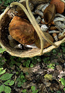 Сбор грибов