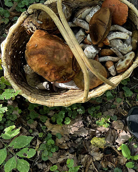 Сбор грибов