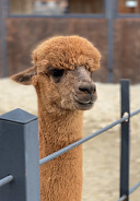 Экоферма альпак