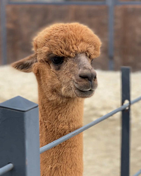 Экоферма альпак